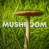 Efe Burak Baydar - Mushroom слушать песню