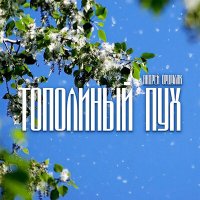 Андрей Оршуляк - Тополиный пух слушать песню